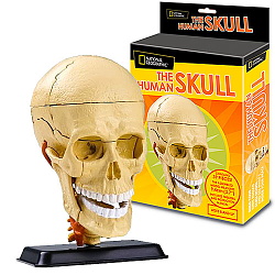 Craniul Uman